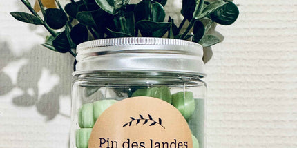 Fondants parfumés Pin des Landes – La fraîcheur de la forêt chez vous 🌲